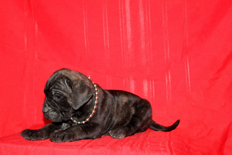 puppy, for, sale, Cane Corso, Matthew B. Stoltzfus, dog, breeder, Gap, PA, dog-breeder, puppy-for-sale, forsale, nearby, find, puppyfind, locator, puppylocator, aca